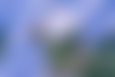 A mirror pointing out, reflecting nature