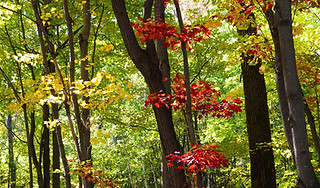 Autumn Forest