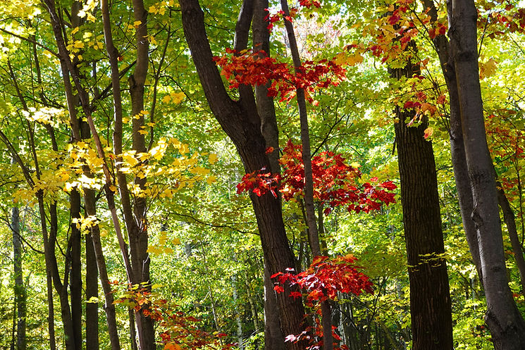 Autumn Forest