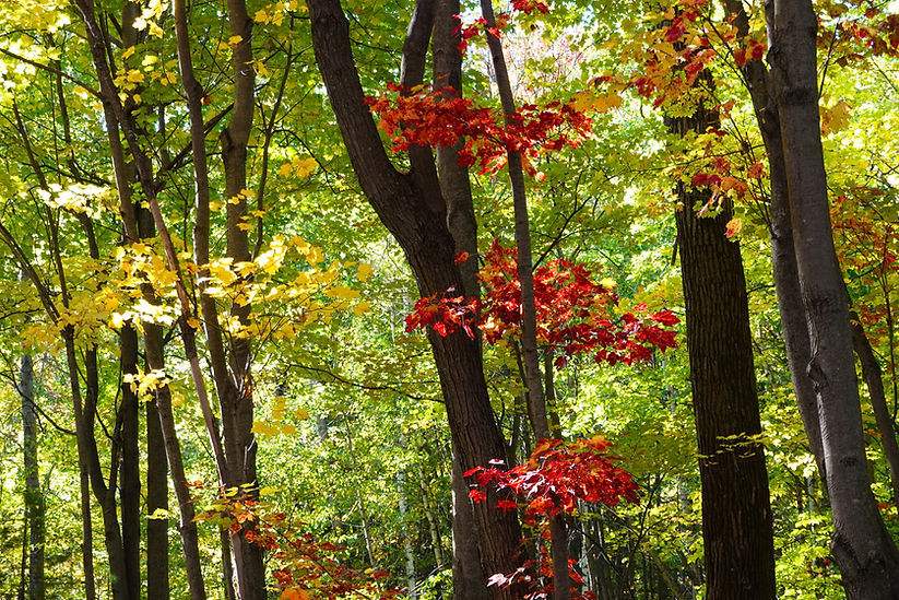 Autumn Forest