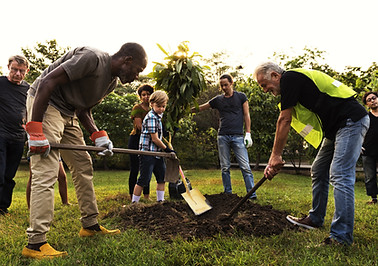 Group Planting a Tree