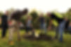 Group Planting a Tree