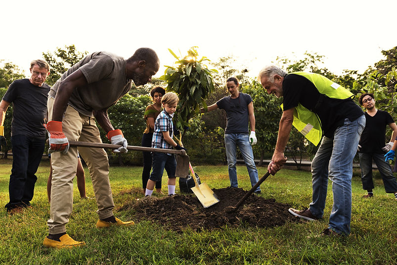 Group Planting a Tree