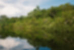 Woods on Water