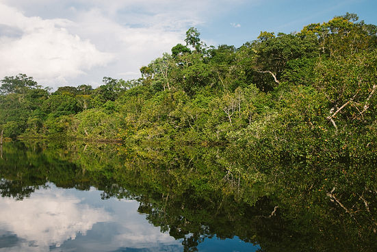 Wald auf dem Wasser