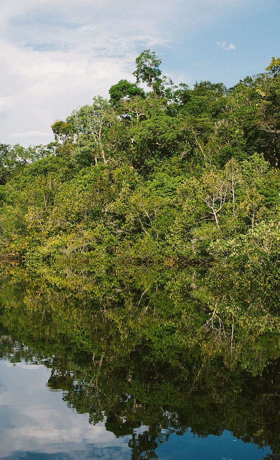 Woods on Water