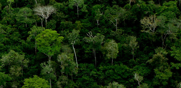 Aerial View of Forest