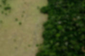 Aerial View of Forest