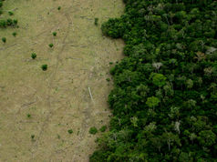 Counteracting global deforestation with AI