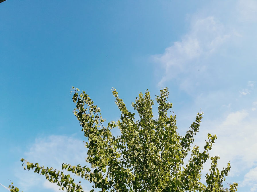 Tree Against Sky