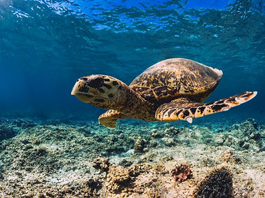 turtle