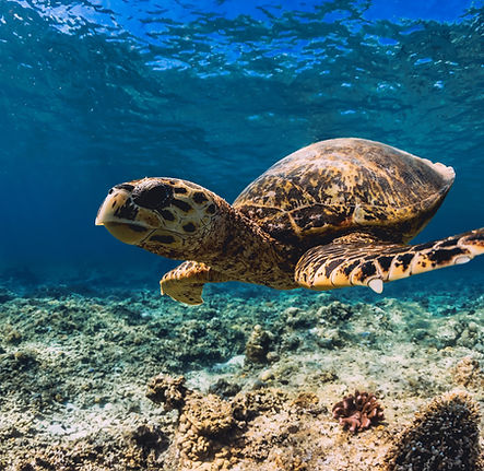 turtle