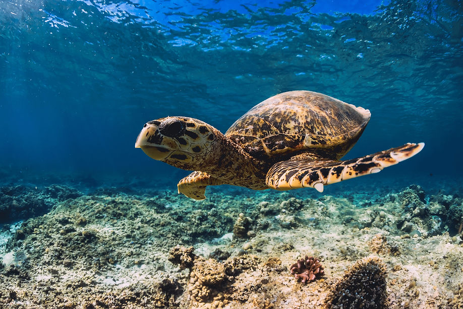 Sea turtle swimming in crystal-clear waters near Natai Beach, Phuket — close to The Pines luxury beachfront villa.