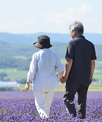 紫色の花畑