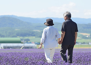 紫色の花畑