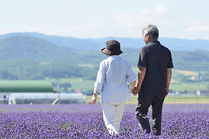 紫色の花畑
