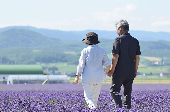 紫色の花畑