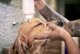 Dog Groomer