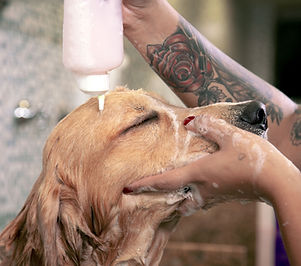 dog enjoys a bath