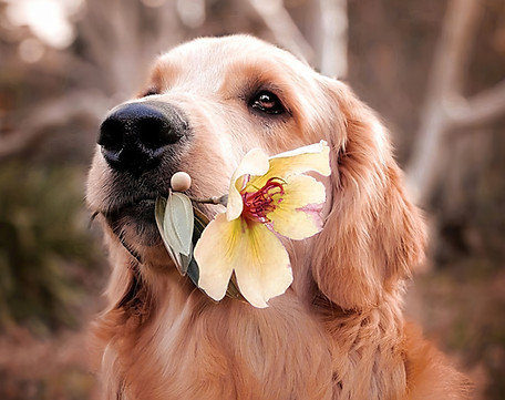 Dog with a Flower