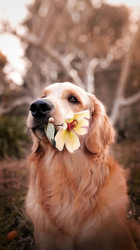 Dog with a Flower