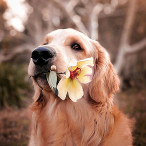 a golden retriever with a flower