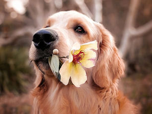 Hund mit Blume