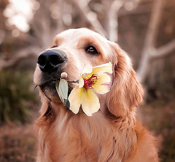 Dog with a Flower