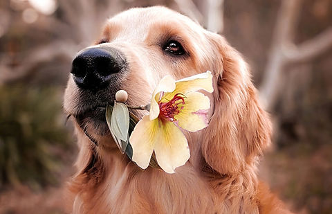 Hund mit einer Blume