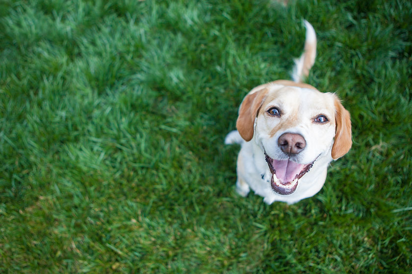 A dog smiling