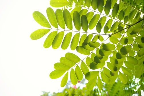 Green Leaves Closeup