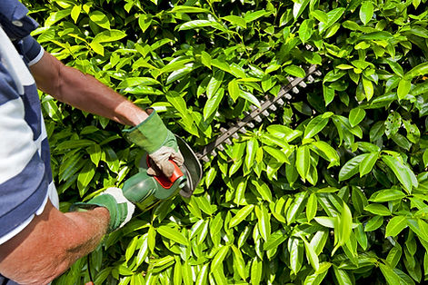 Cutting the trees, please see also my other versions of hedge cutting and my other images