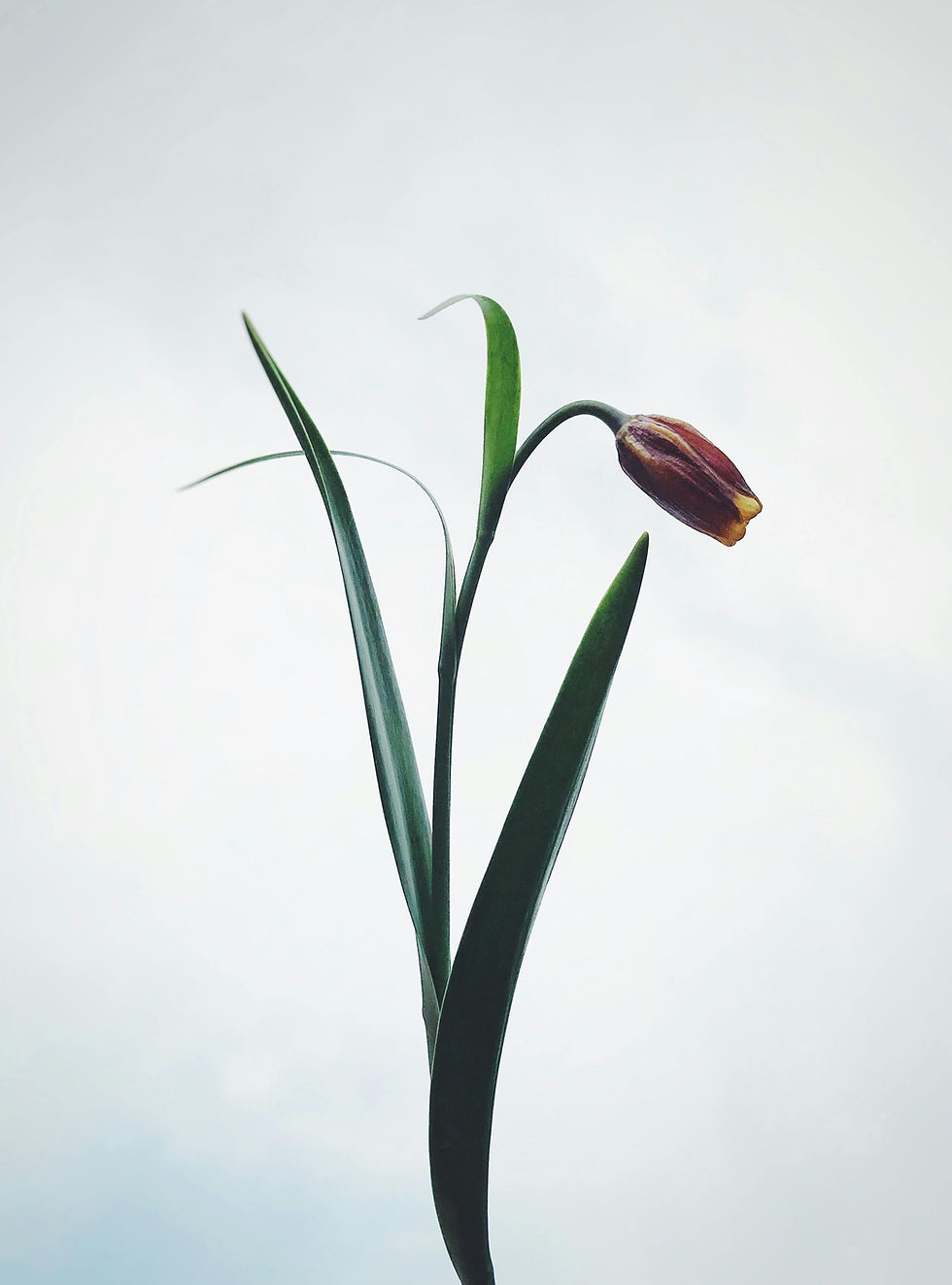 Single Flower Stem