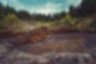 Timber in Forest