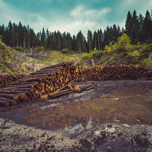 Stacked timber logs in river