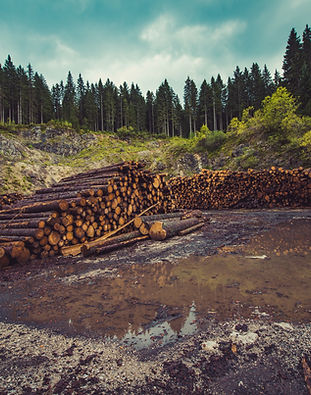 Holz im Wald
