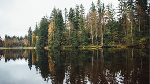 Sibelius and the Mystery of the Forests