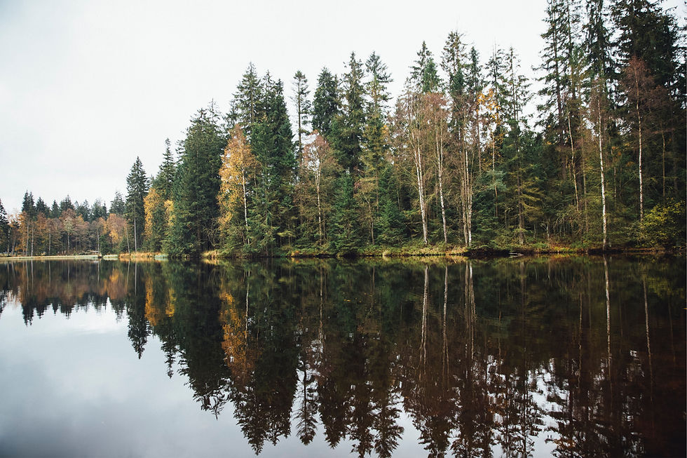 Forest Lake Reflection