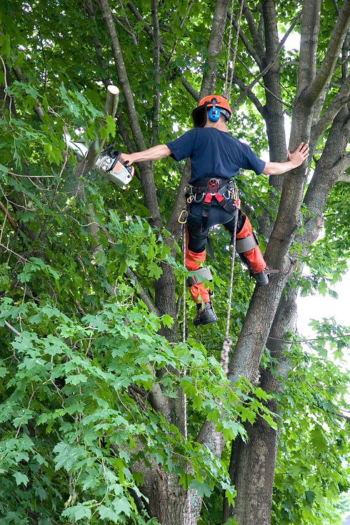 Tree surgeon in safety gear climbing a tree among green leaves