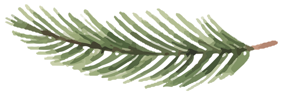 Pine Tree Branch