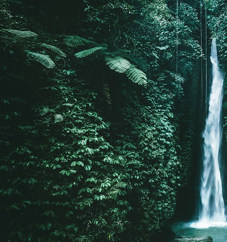 Lush Green Foliage
