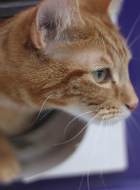 My ginger cat Hendrix looking out of the cat flap on a very snowy day