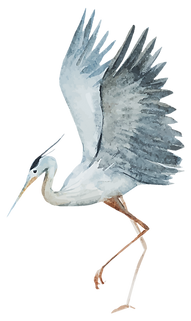 Watercolor Heron Illustration