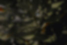 Blurry Background