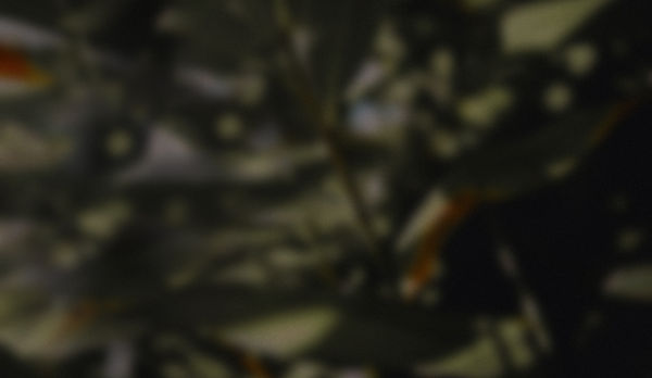 Blurry Background