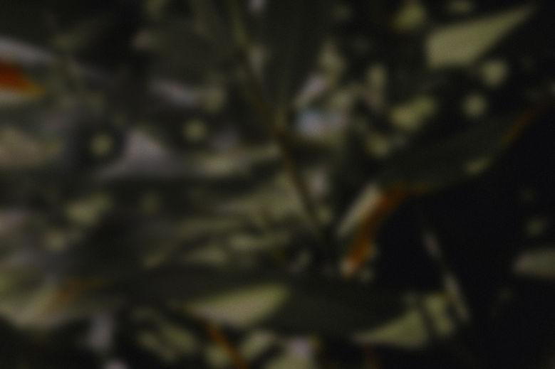 Blurry Foliage View