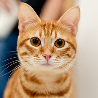 Porträt einer roten Katze