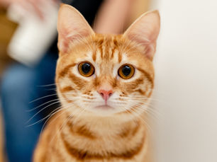 Cuidado con los Productos de Limpieza: Mantén a tu Gato Seguro en un Hogar Libre de Tóxicos