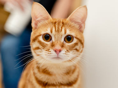 Ginger Cat Portrait