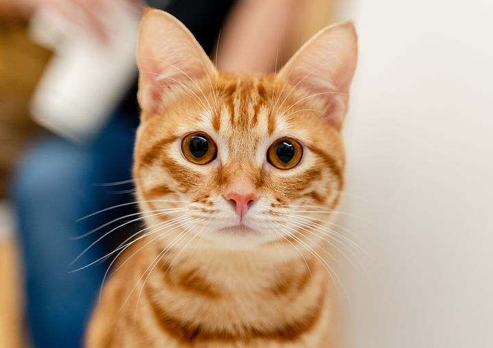 PurrtectMe mascot - a friendly cat face guarding seniors against online scams